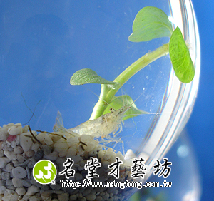 pchome online 商店街 - 名堂创意生活馆 - 14号 生态瓶